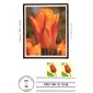#2527 Tulip Colorano Maxi FDC