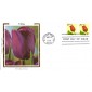 #2525 Tulip Colorano FDC