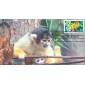 #3832 Year of the Monkey CompuChet FDC
