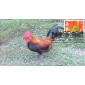 #3895j Year of the Rooster Compuchet FDC