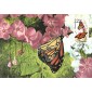 #2287 Monarch Butterfly Maxi FDC