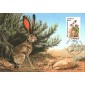 #2305 Black-tailed Jack Rabbit Maxi FDC