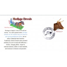 #5585 Milking Devon Cow Gelvin FDC