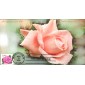 #3052 Pink Rose Homespun FDC
