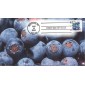 #3404 Blueberries Homespun FDC