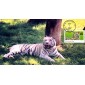 #2709 White Bengal Tiger S & T FDC